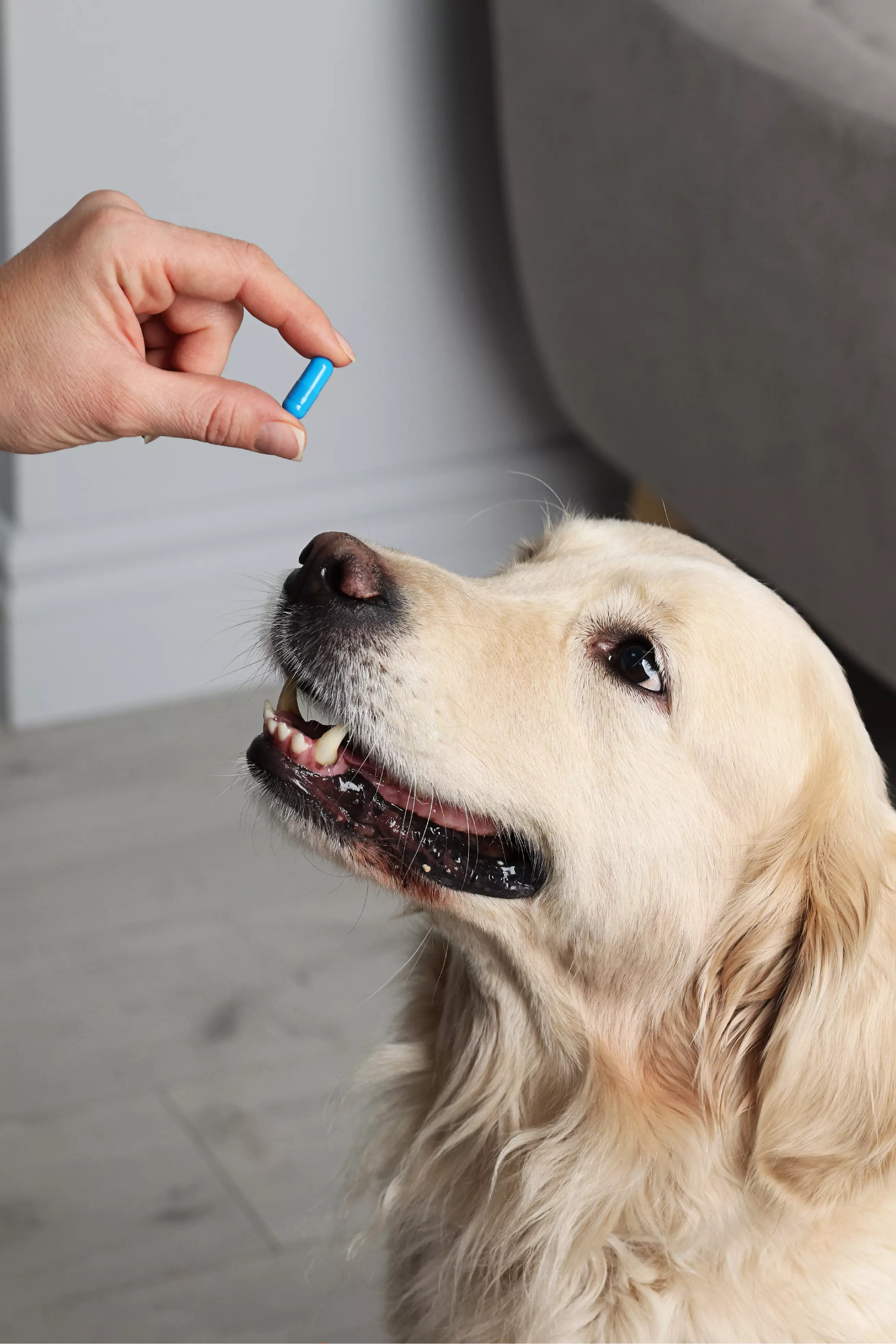 dog looking at medicine